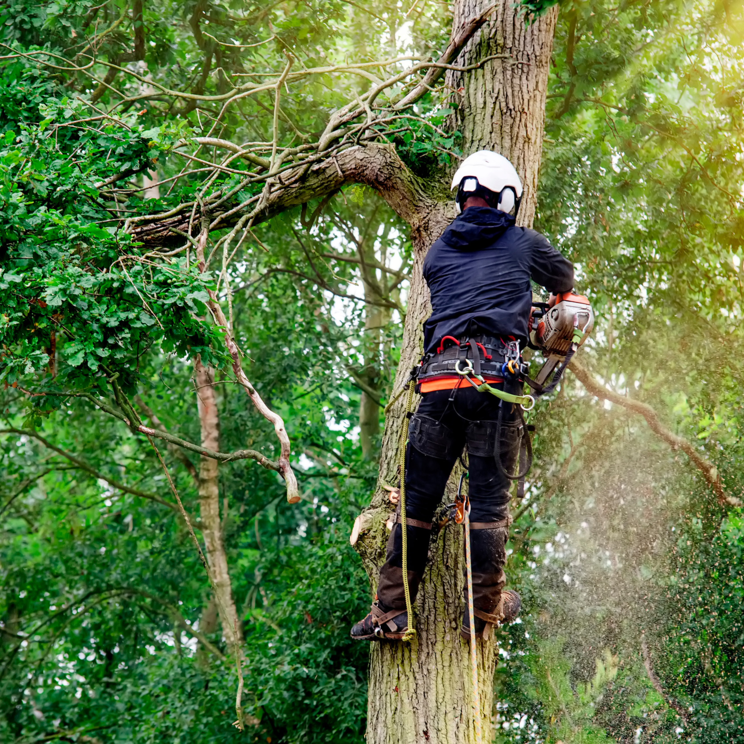 person chainsawing a tree